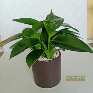 cây đế vương xanh, ảnh thật 5,6,7
