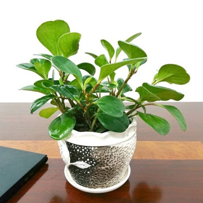 Cây trường sinh , loại này thuần vườn siêu khỏe, gửi cây ảnh cuối