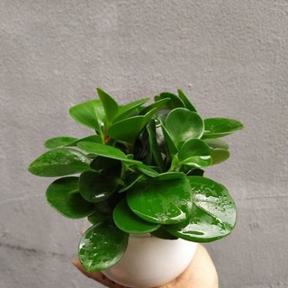 cây trường sinh , loại này thuần vườn siêu khỏe