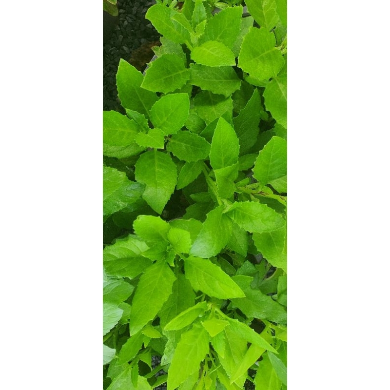 Cây bầu đất_ vetable 100%