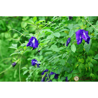 Hạt giống Hoa đậu biếc RD 861 ( 2g)