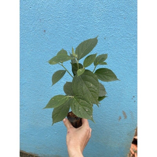 Cây Hoa Mai Xanh thái(1 bầu cây)