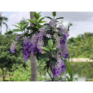 Cây Hoa Mai Xanh thái(1 bầu cây)