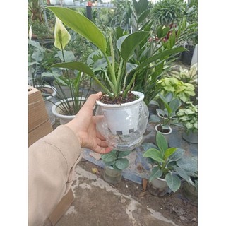 cây đế vương xanh, ảnh thật 5,6,7