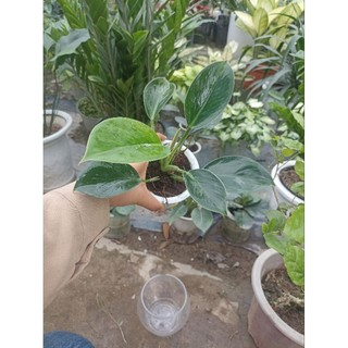 cây đế vương xanh, ảnh thật 5,6,7