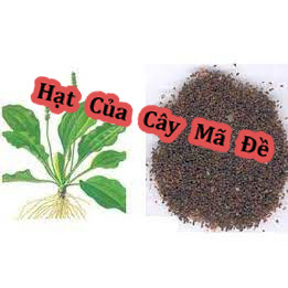 Hạt Giống Cây Mã Đề ( Hay Còn Gọi là Cây Xa Tiền Tử)