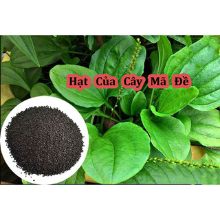 Hạt giống cây mã đề