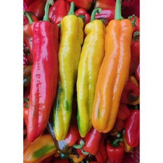 Cây ớt ngọt Sweet Palermo