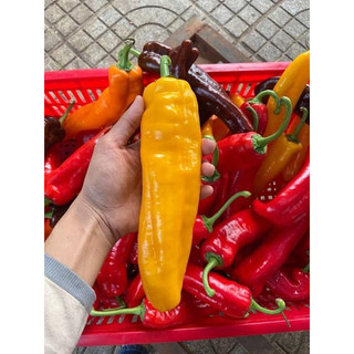 Cây ớt ngọt Sweet Palermo