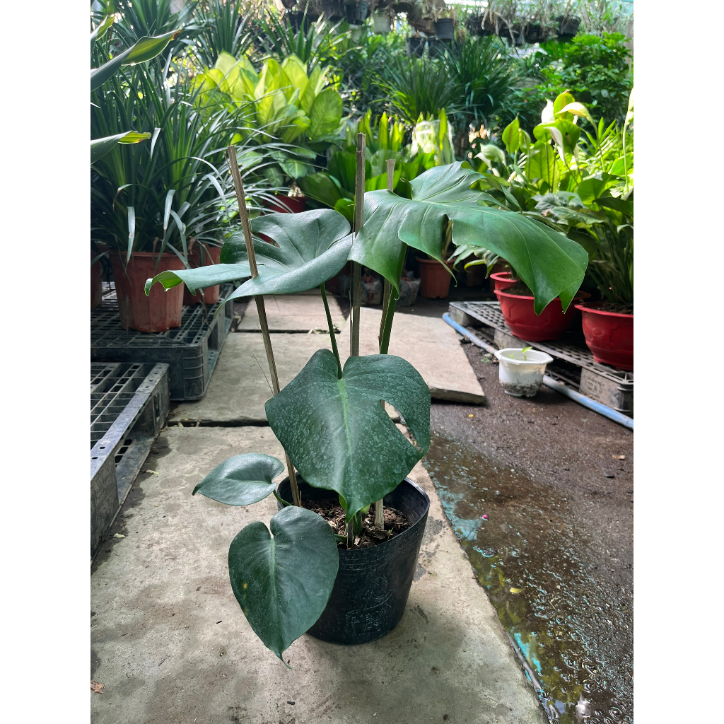 Cây trầu bà lá xẻ Monstera mini cao 50cm