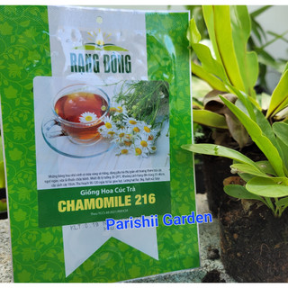 Hạt giống hoa cúc trà chamomile 216