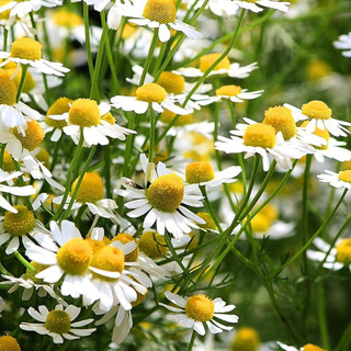 Hạt giống Hoa cúc trà CHAMOMILE 216 (0.1g)