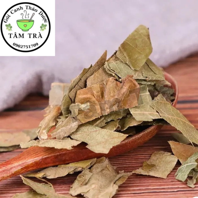Tỳ Bà Diệp - Lá Tỳ Bà
