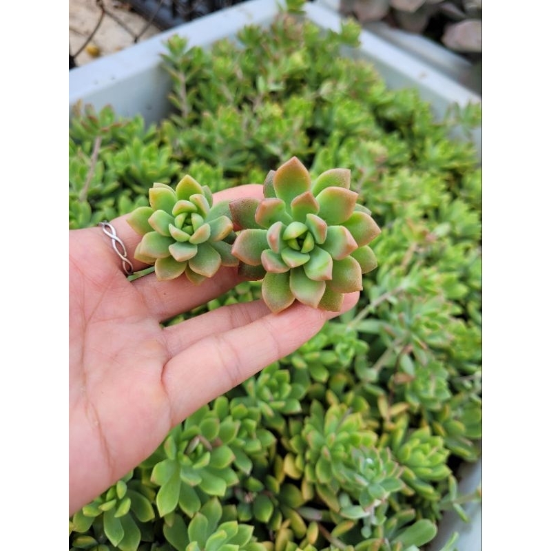 10 sen đá cắt cành