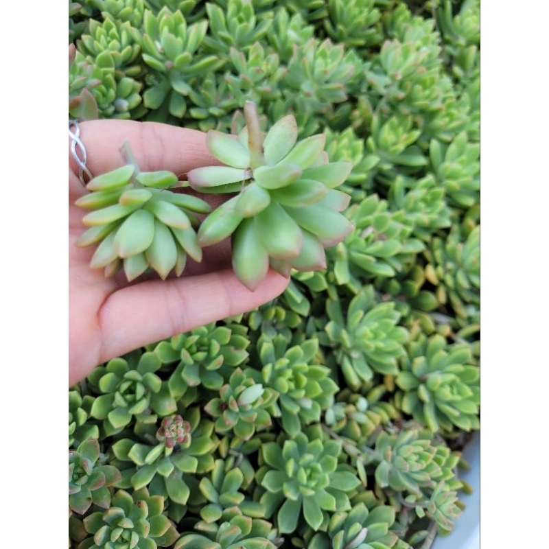 10 sen đá cắt cành