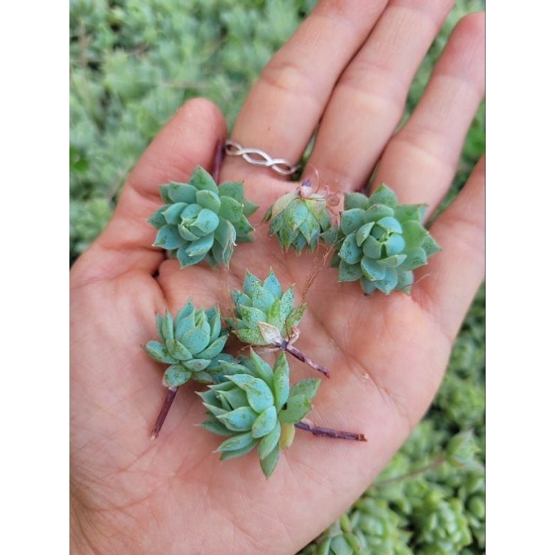 10 sen đá cắt cành