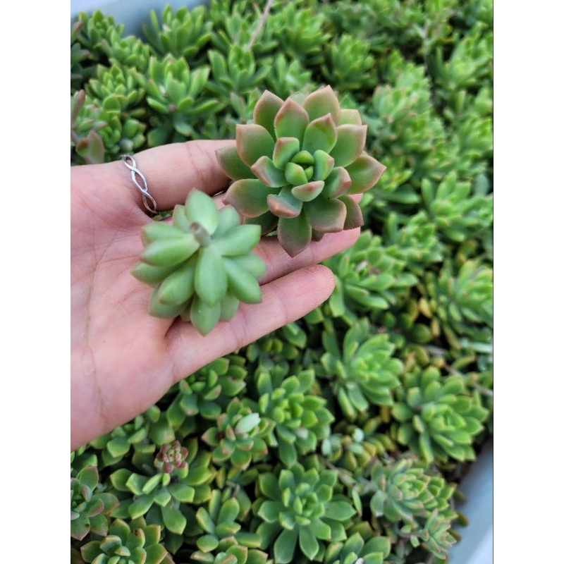 10 sen đá cắt cành