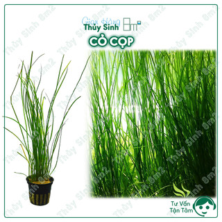 Cỏ cọp, cỏ narong | cây thủy sinh hậu cảnh, không co2 | 8m2