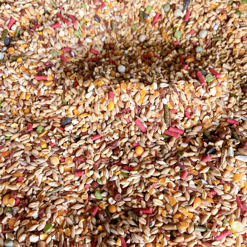 Ngũ cốc gà đá gà chọi giá rẻ, thức ăn chiến kê túi 1kg giúp tăng bo nhanh dùng cho gà nòi gà che gà chọi