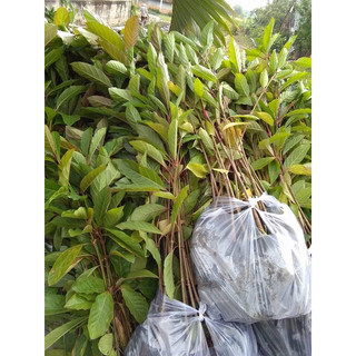 Cây Giống Gáo Vàng