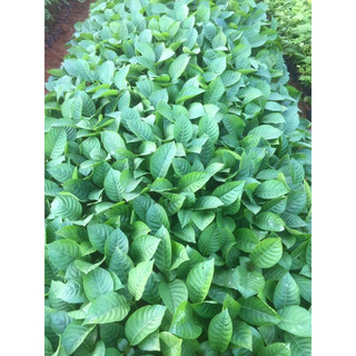 Cây Giống Gáo Vàng (thiên ngân) (giống chuẩn cây siêu đẹp)