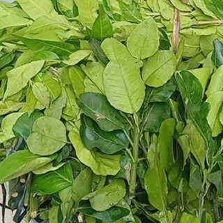1kg lá Bưởi tươi Síp hỏa tốc 1h nhận hàng