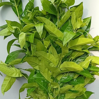 1kg lá vối nếp tươi - thảo dược ngọc ánh