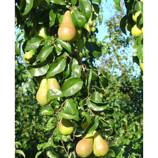 Cây giống lê đỏ Nam phi ( giống chuẩn + cây khoẻ)