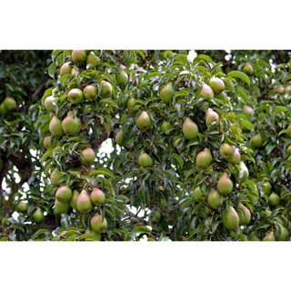 Cây giống lê đỏ Nam phi ( giống chuẩn + cây khoẻ)