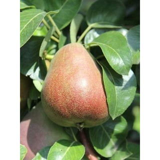 Cây giống lê đỏ Nam phi