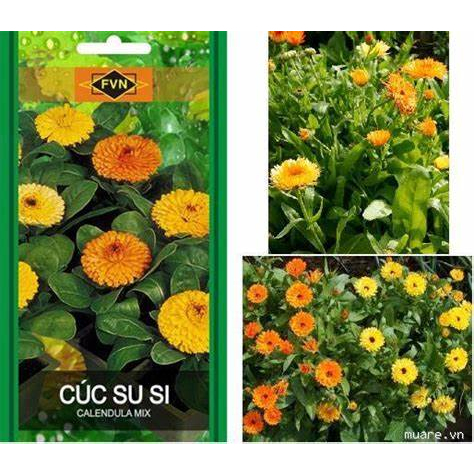 (Gói 100 GRAM )Hoa Cúc  susi - F1-Dễ Trồng, Hoa Nở Đẹp-Tổng kho hạt giống giá rẻ