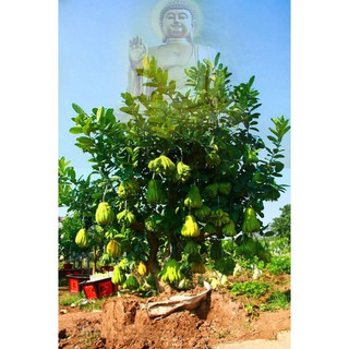 Cây giống phật thủ siêu trái
