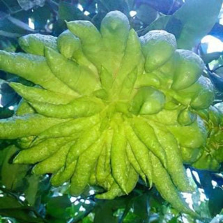 Cây giống phật thủ siêu trái (giống chuẩn cây siêu đẹp)