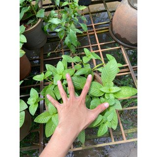 Chậu rau xá xị (rau quế vị)