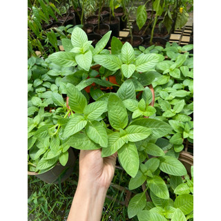 Chậu rau xá xị