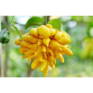 Cây giống phật thủ siêu trái (giống chuẩn cây siêu đẹp)