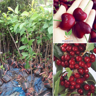 Cây giống cherry brazil cây giống nhập khẩu