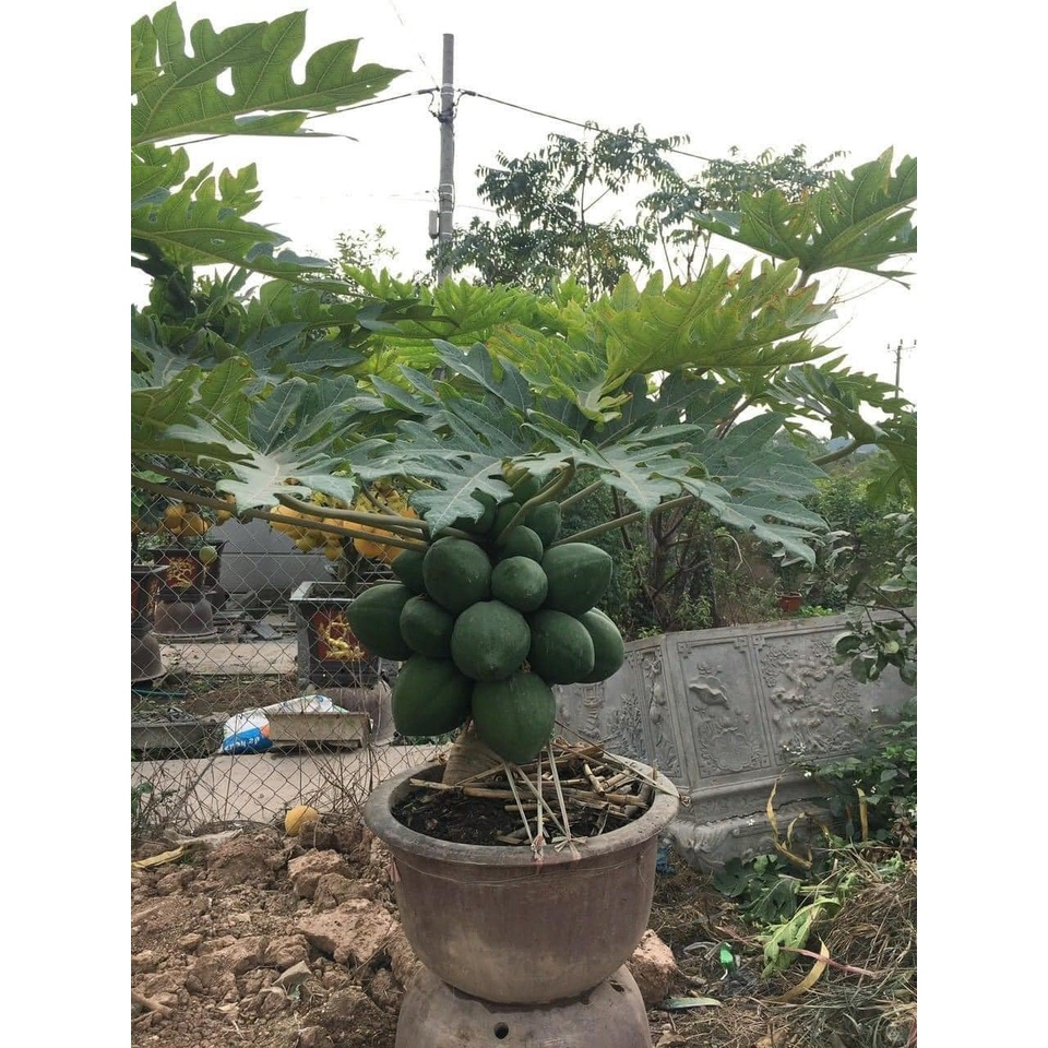 Cây giống đu đủ lùn Thái lan (cây khỏe đẹp, chuẩn giống)
