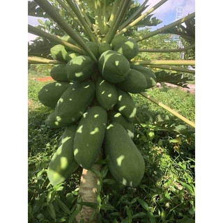 Cây giống đu đủ lùn Thái lan (cây khỏe đẹp, chuẩn giống)