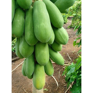 Cây giống đu đủ lùn Thái lan (cây khỏe đẹp, chuẩn giống)