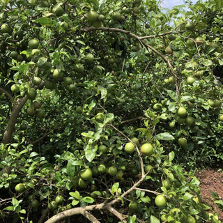 Cây giống chanh đào (Cây khỏe đẹp, giông sớm cho trái)
