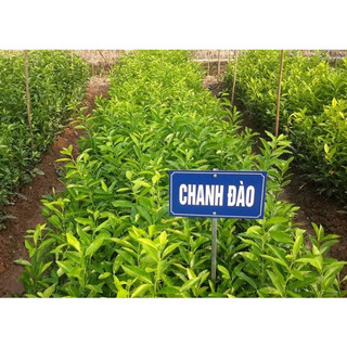 Cây giống chanh đào (Cây khỏe đẹp, giông sớm cho trái)