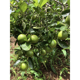 Cây giống chanh đào (Cây khỏe đẹp, giông sớm cho trái)