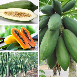 Cây giống đu đủ lùn Thái lan (cây khỏe đẹp, chuẩn giống)
