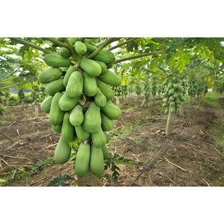 Cây giống đu đủ lùn Thái lan (cây khỏe đẹp, chuẩn giống)