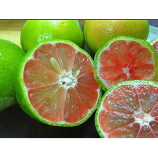 Cây giống chanh đào (Cây khỏe đẹp, giông sớm cho trái)