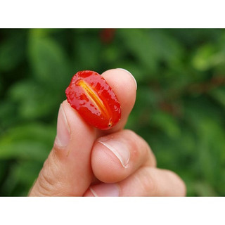 Cây giống nhót mĩ siêu sớm (Cây khỏe đẹp,+ giống chuẩn )