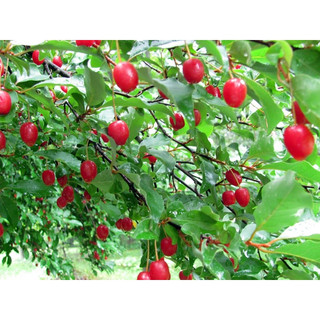 Cây giống nhót mĩ siêu sớm (Cây khỏe đẹp,+ giống chuẩn )