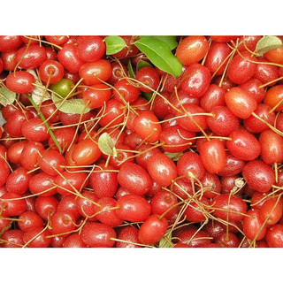 Cây giống nhót mĩ siêu sớm (Cây khỏe đẹp,+ giống chuẩn )