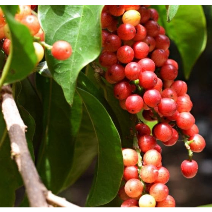 Cây giống chòi mòi ( cây ghép giống chuẩn)